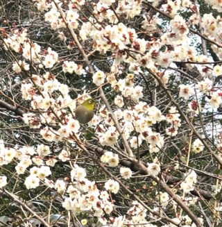 3月　ギャラリー営業日のお知らせ